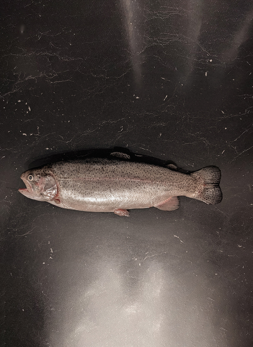 форель радужная